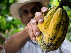 Cafe y cacao AGQ Labs trabaja con Naciones Unidas en Ecuador